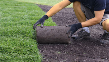 lawn grass seed gardener